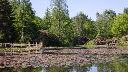 A wooden pontoon extends into the lake, with patches of pink and yellow waterlilies, and large trees behind the lake, during the waterlily festival at Sheffield Park and Garden, East Sussex